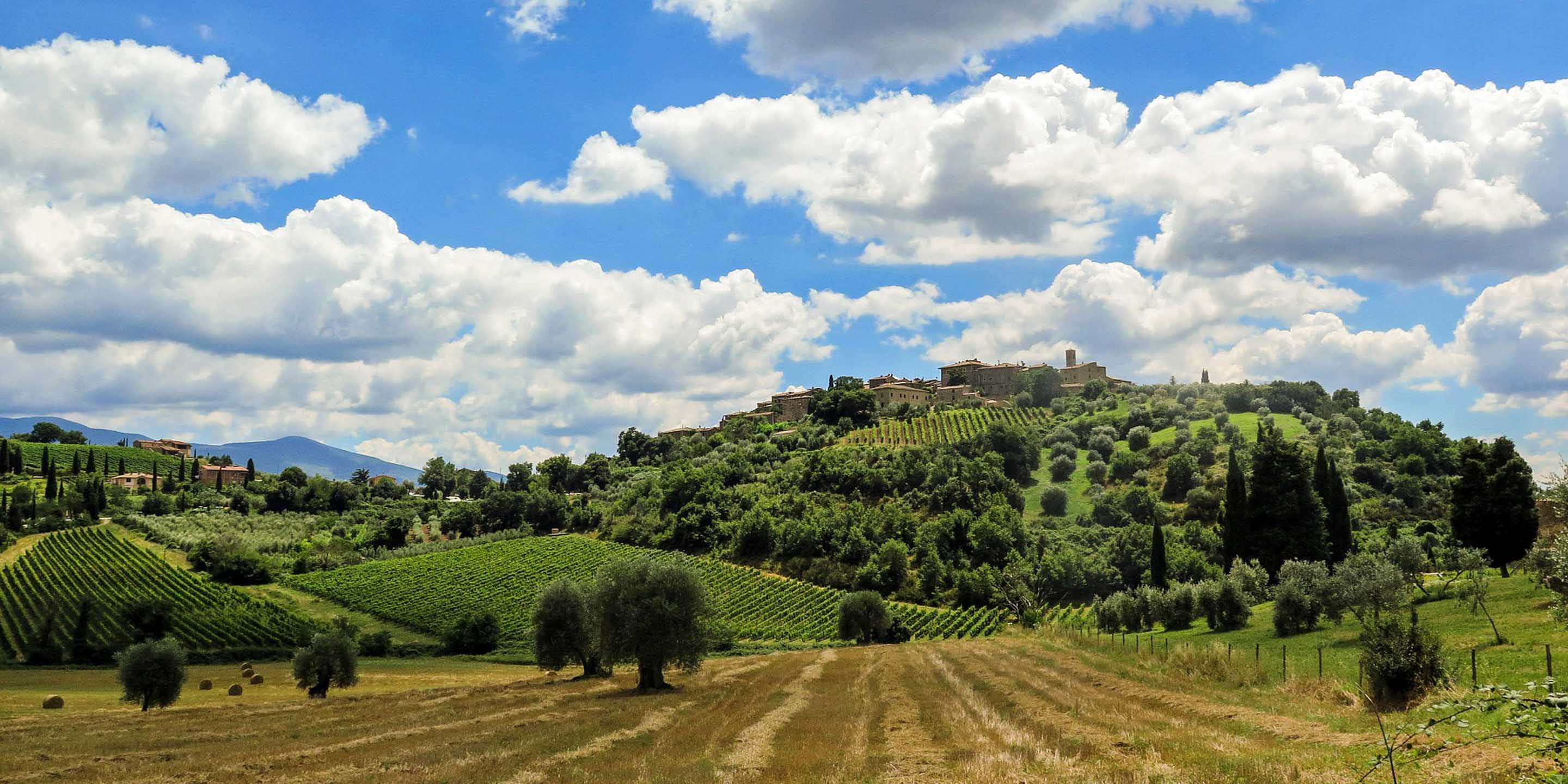 Assoggio Toscana vineyard