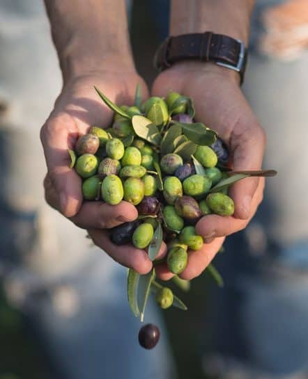 A handful of fresh green olives