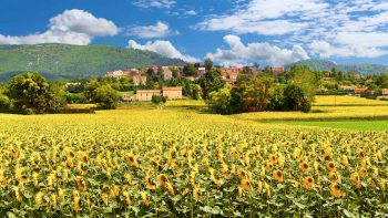 Sunflower fields in Divine Provence