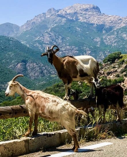 Two goats looking down on mountains