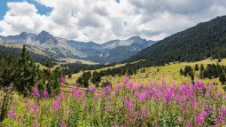 Field of flowers in the Pyrenees mountains