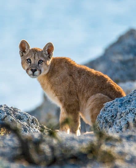 Puma in Patagonia, Chile